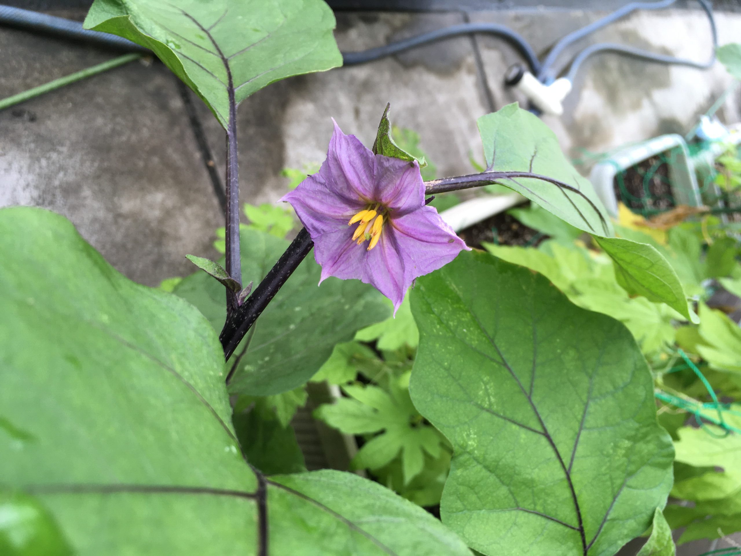 なす きゅうり ゴーヤの様子 家庭菜園 7月 あれこれブログ